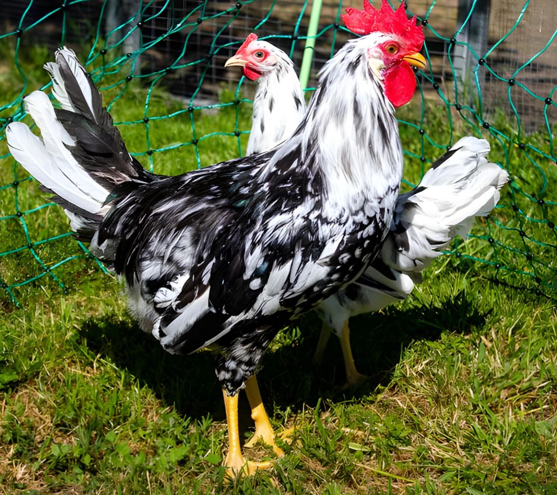 Italiana exchequer leghorn	