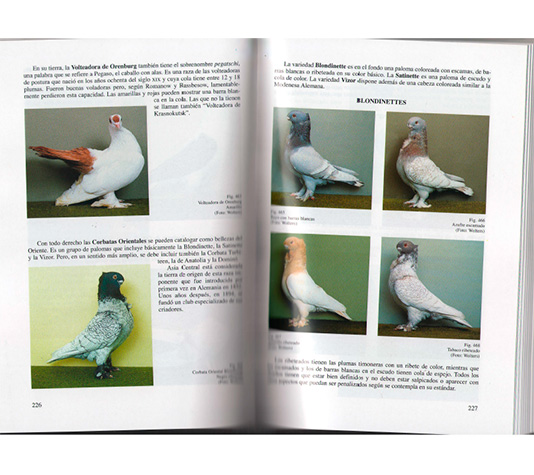 interiores libro guia de palomas de raza