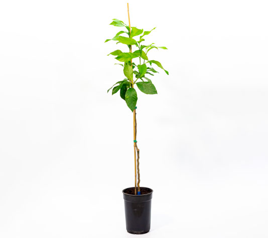 Limonero eureka o cuatro estaciones