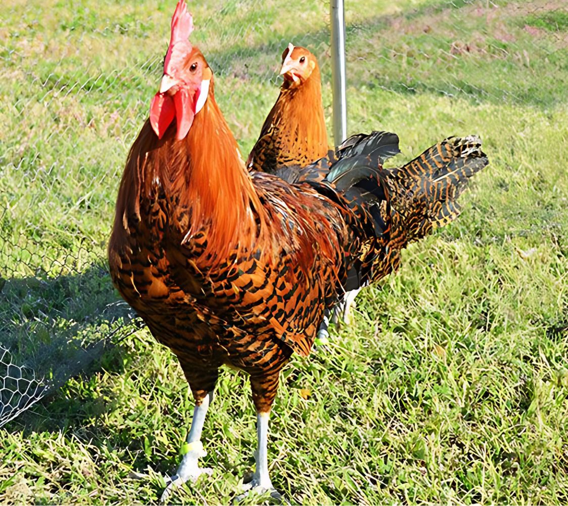 macho gallina brakel color dorado	