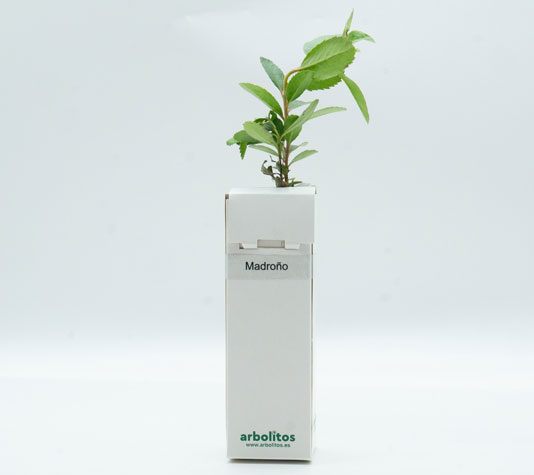 Madroños para regalo