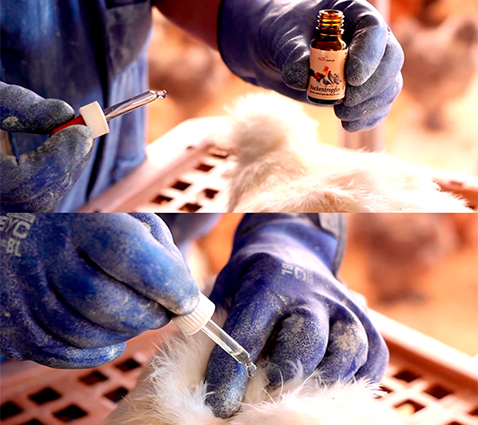 Nackentropfen contra piojo de las gallinas