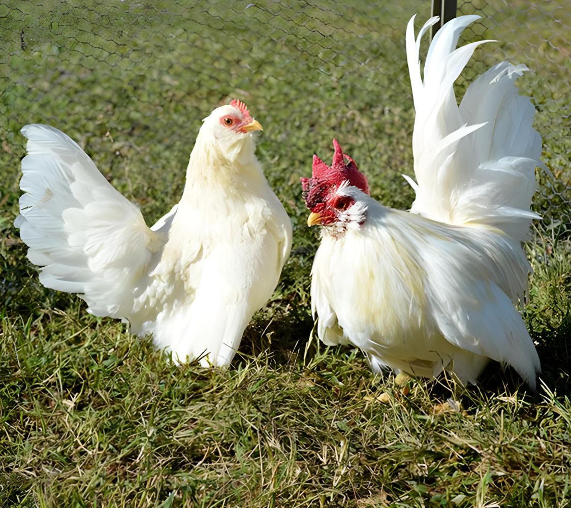 Nagasaki okina con barba	