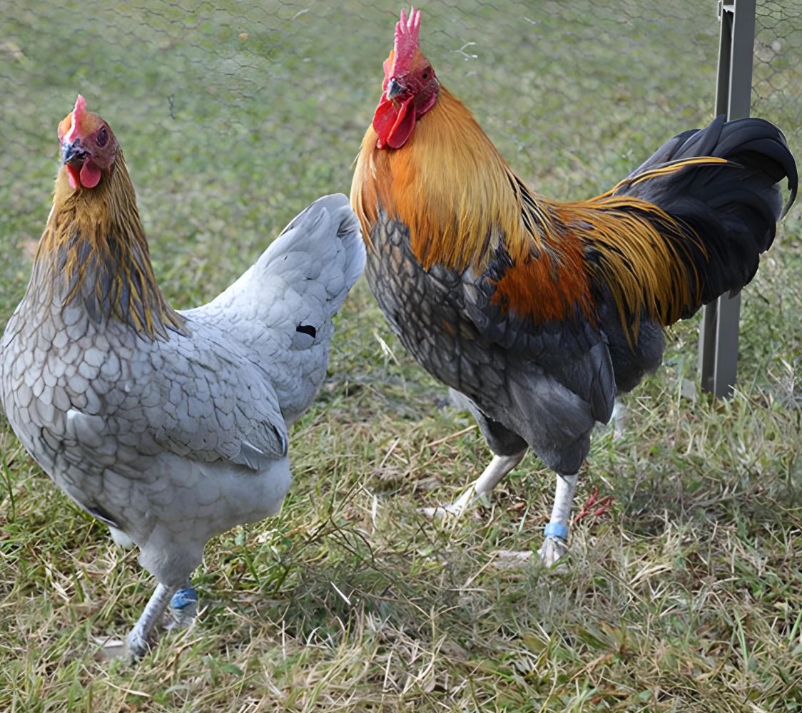 niederreiner enano pareja abedul anaranjado azul	