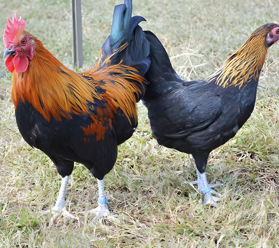 niederreiner enano pareja	