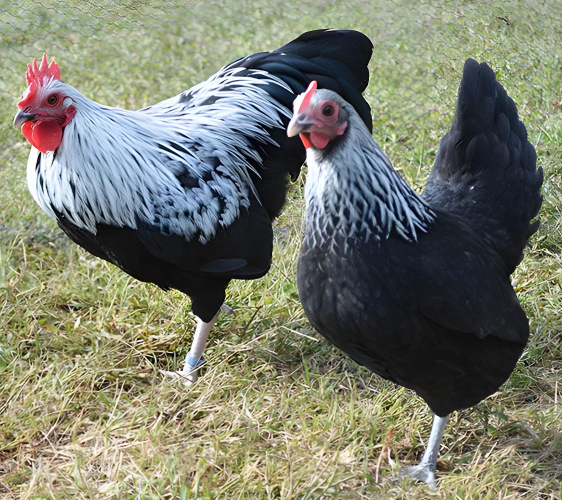 niederreiner enano pareja abedul anaranjado azul	