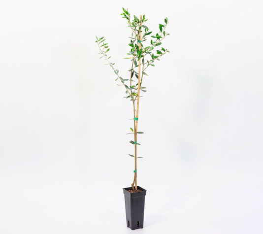 Plantón olivo manzanillo