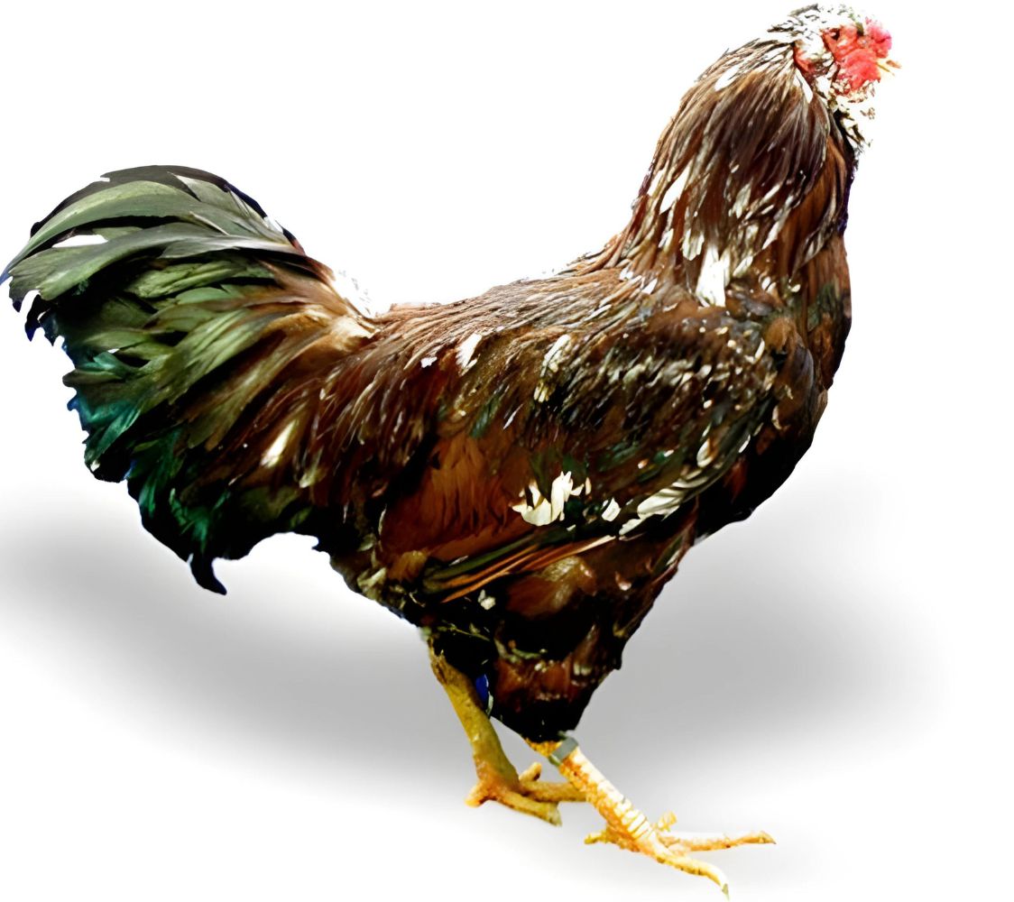 raza de gallina orloff	