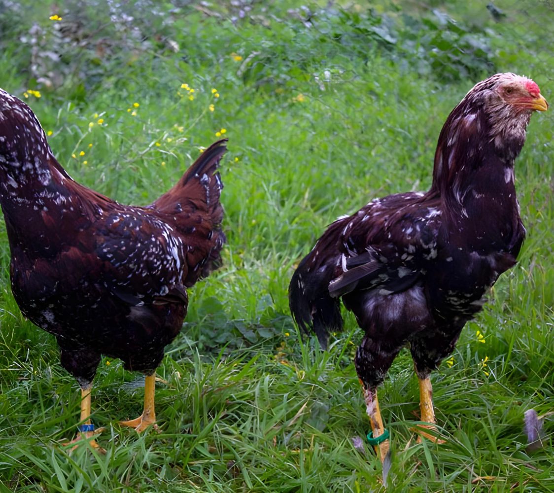 pareja gallinas orlo	