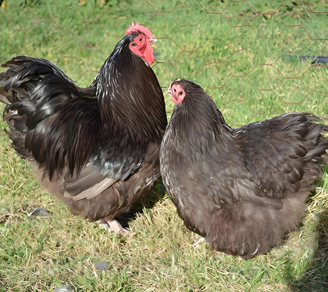 pareja gallinas de raza orpington tamaño enano	