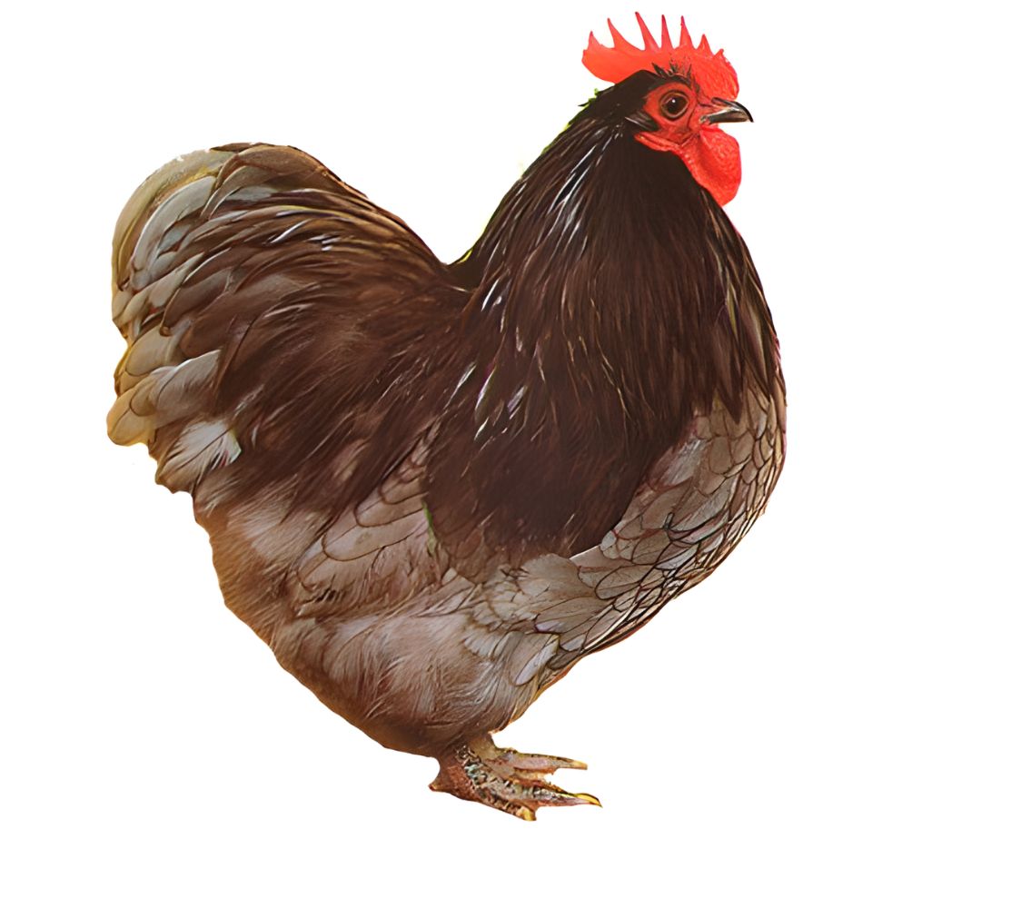 macho de gallinas orpington enano color azul	