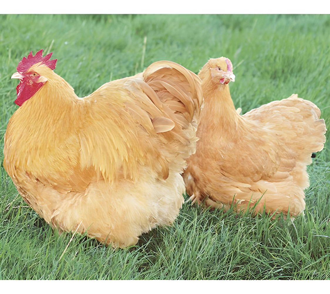 gallinas gigantes de raza leonado	