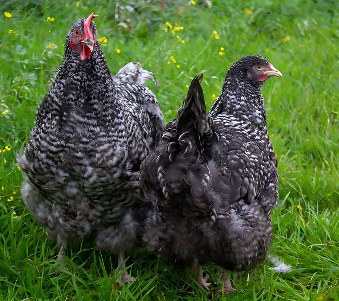 gallinas orpington barrado	