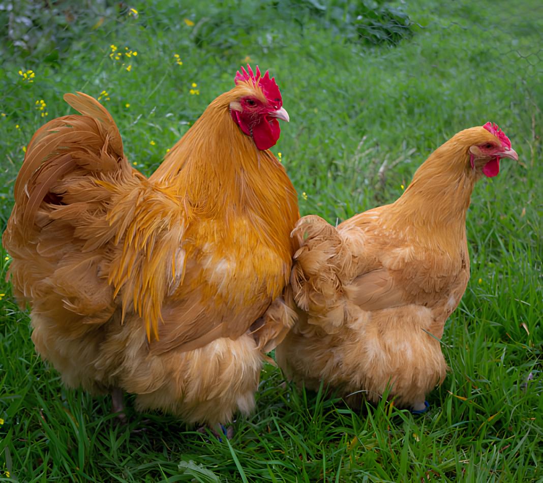 gallinas orpington
