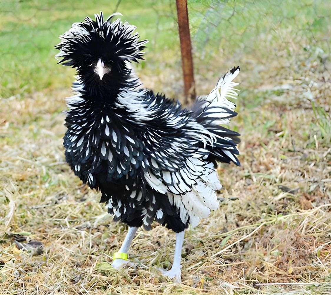  Paduana plateada con pluma rizada	