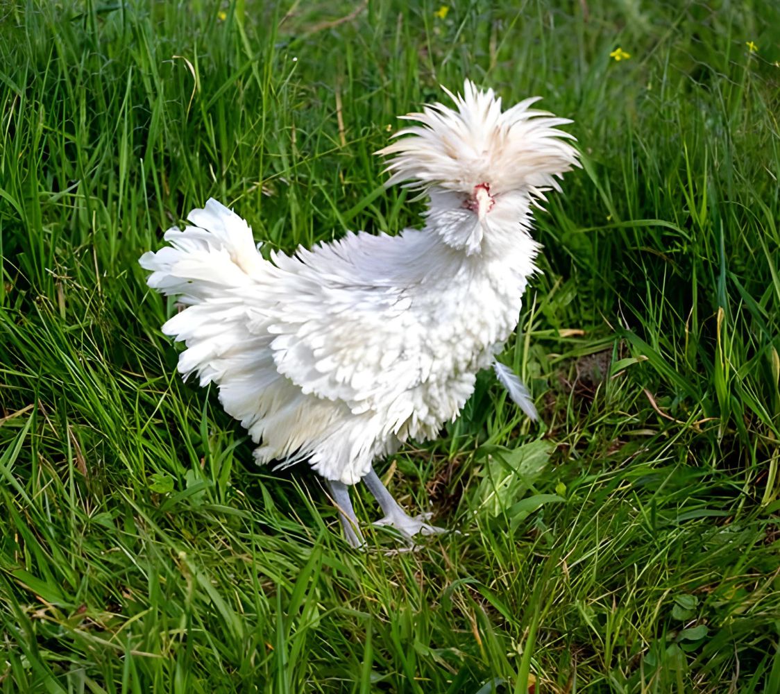 Macho Gamuza Isabela rizado	