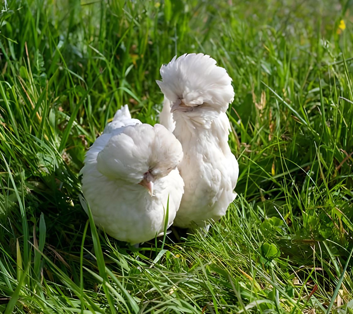Pareja Gamuza Isabela	