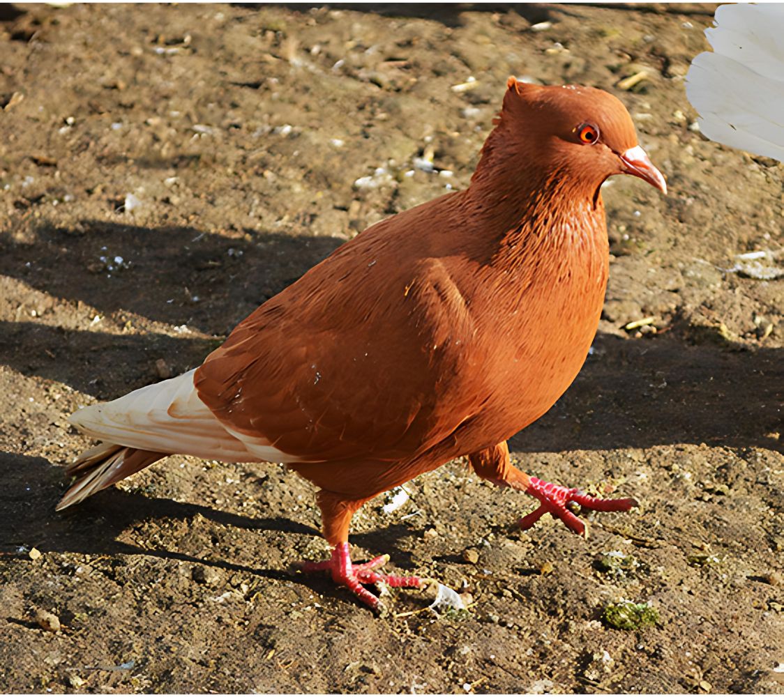 paloma arcángel color roja	