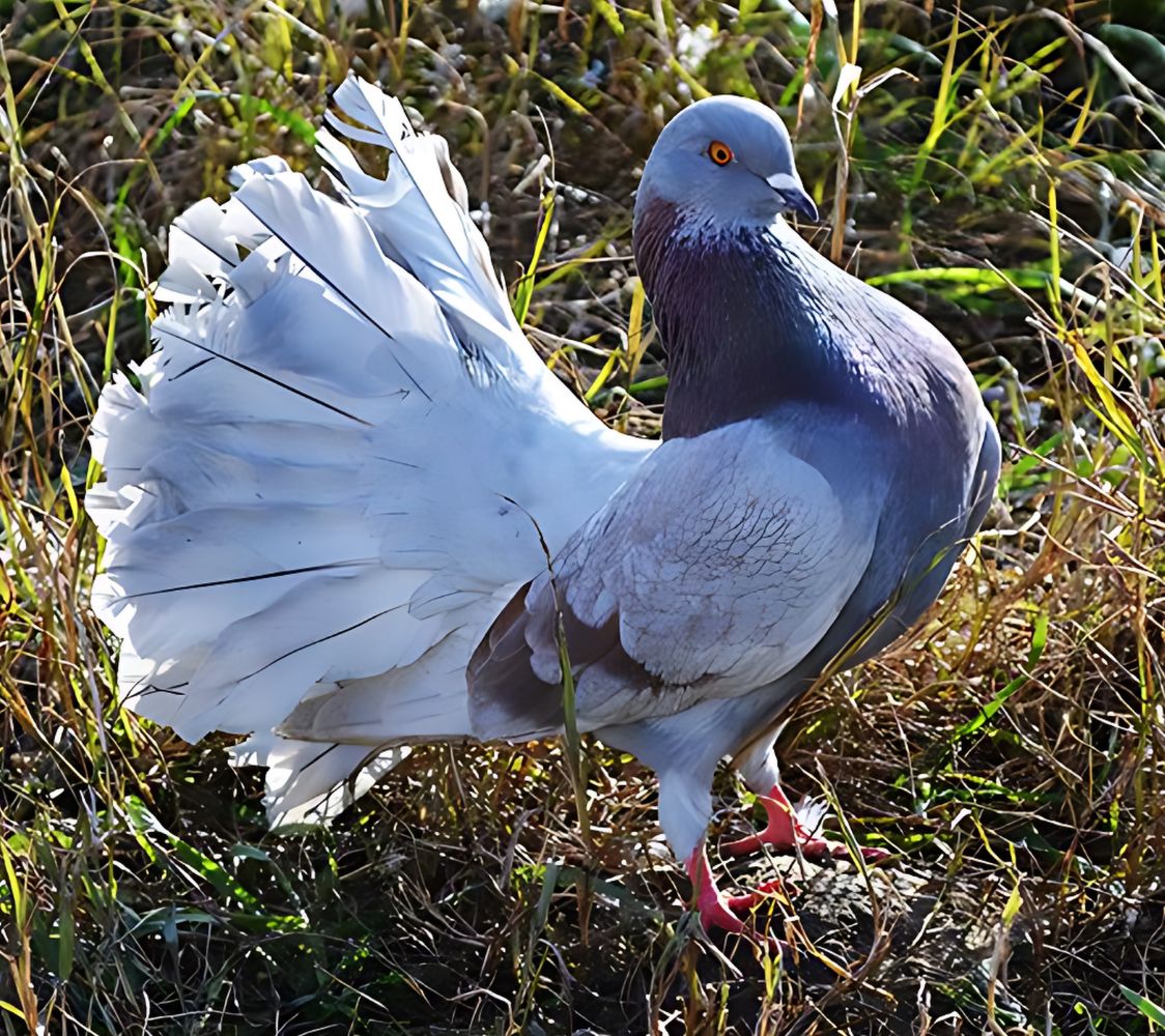 paloma colipava 	fantasía
