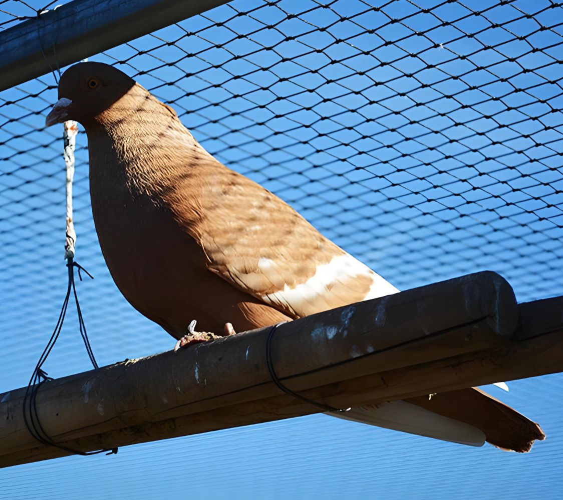 paloma lince de polonia	