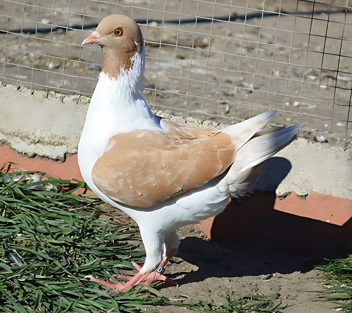 paloma gigante modenesa	