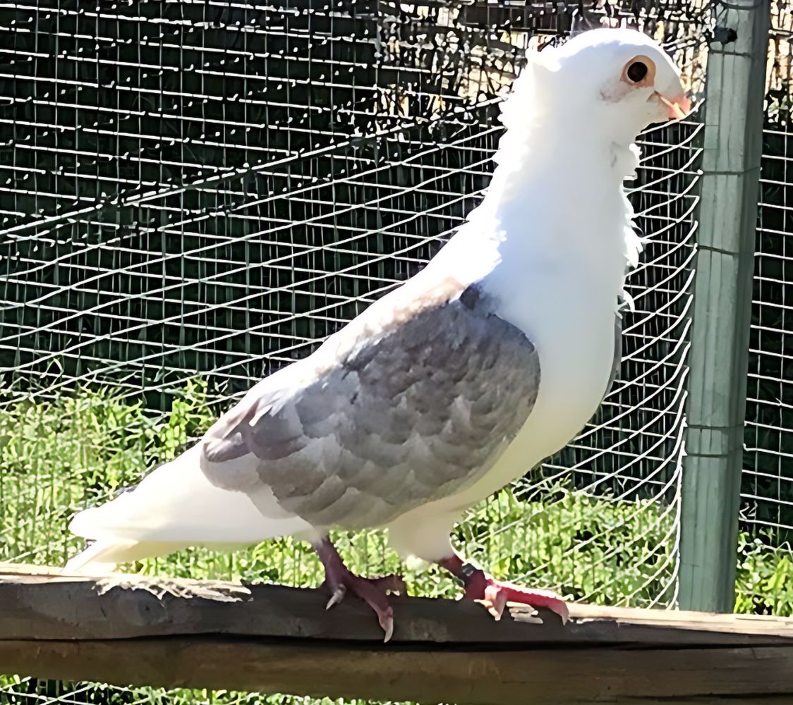 paloma smerle de flandes	