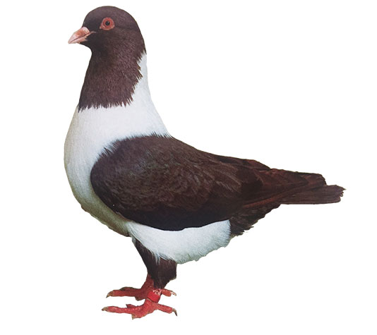 Paloma de raza Strasser de Moldavia