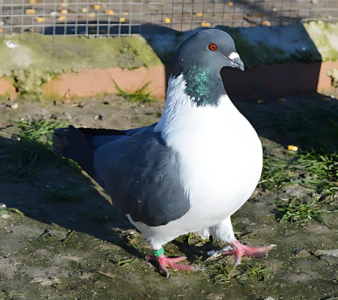 Paloma Strasser negro	