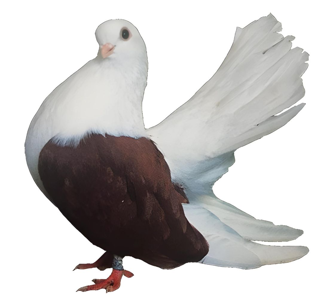 Paloma Volteadora de Taganrog rojo con copete	