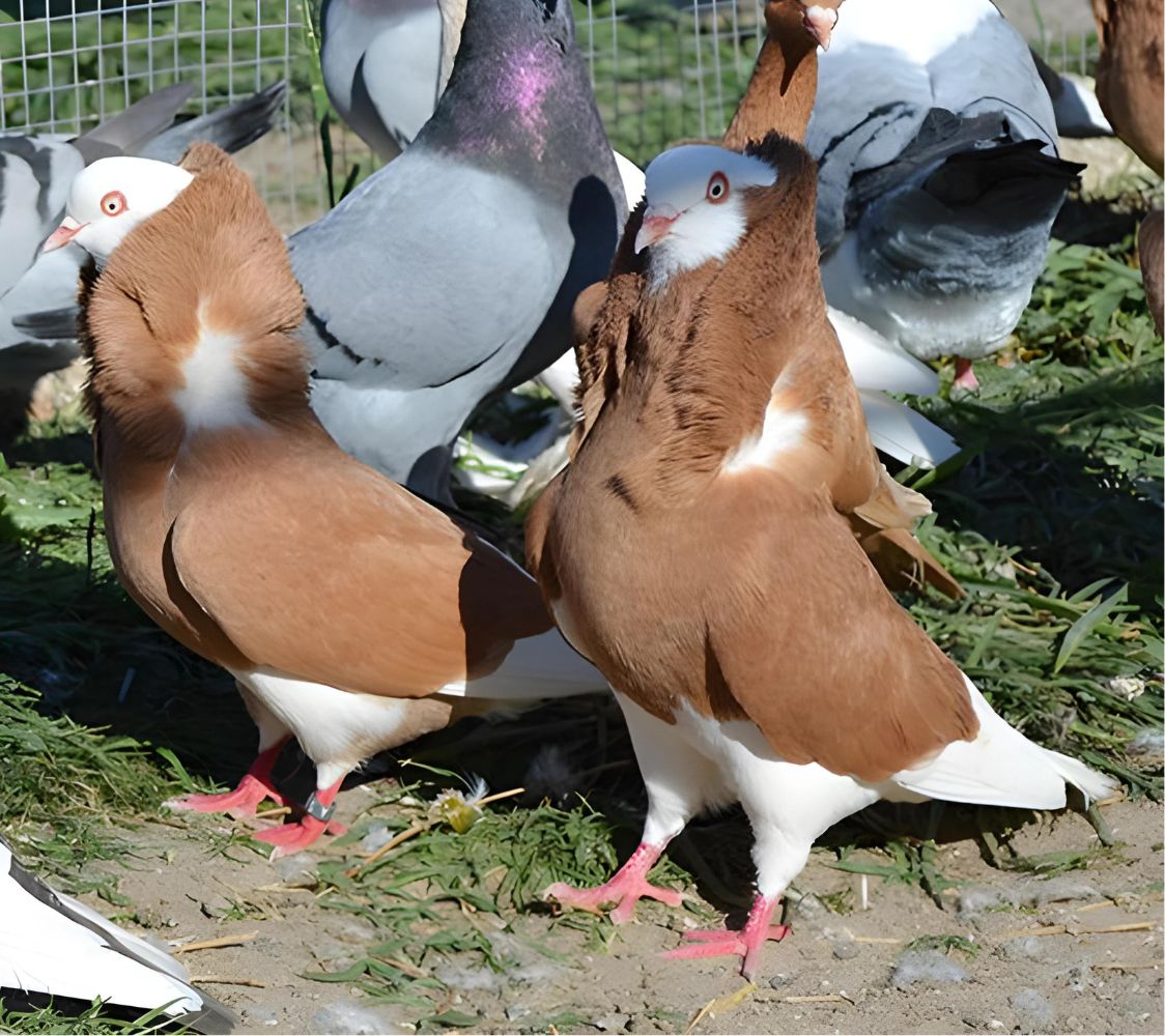 Paloma Capuchina holandesa antigua	