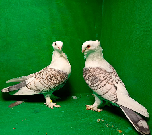 Paloma Satinette, venta online de palomas y aves a toda España