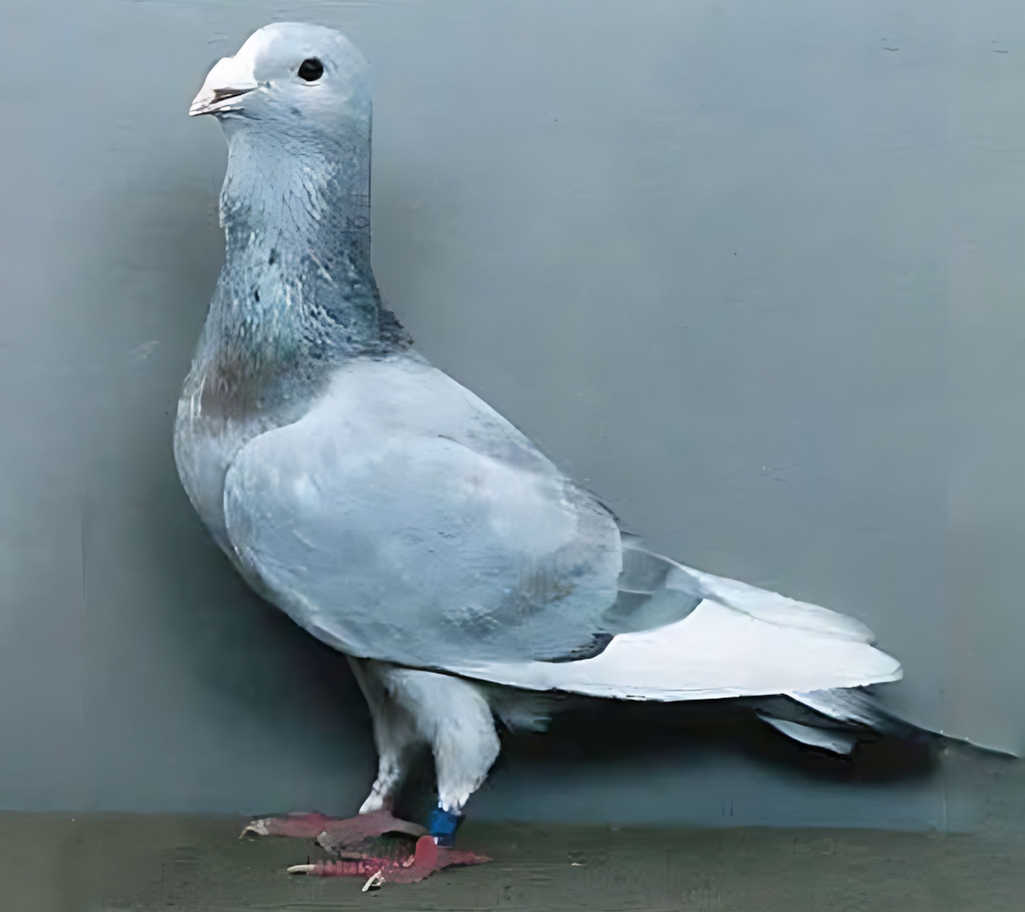 paloma papada de Ádana	