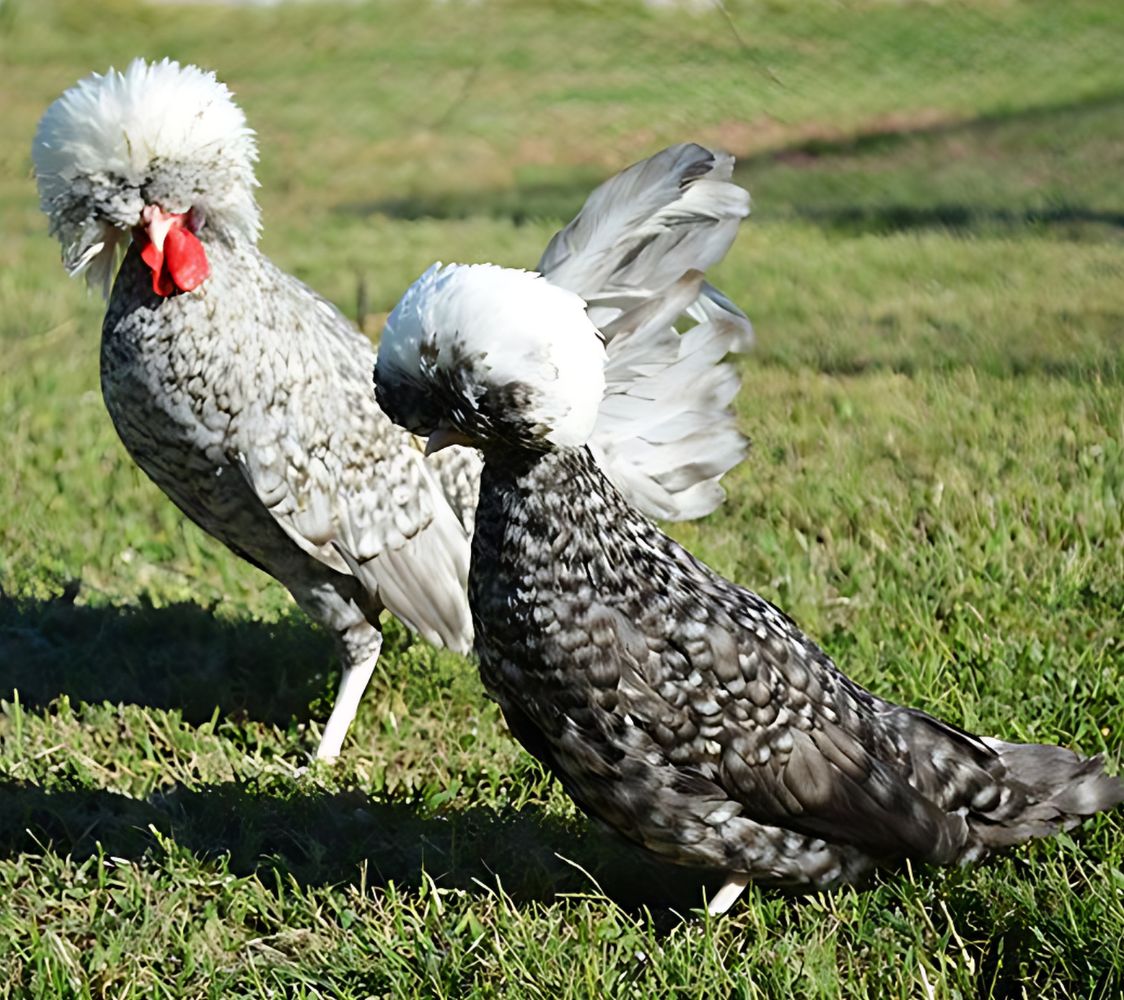 Pareja gallina Holandesa Moñuda barrada	