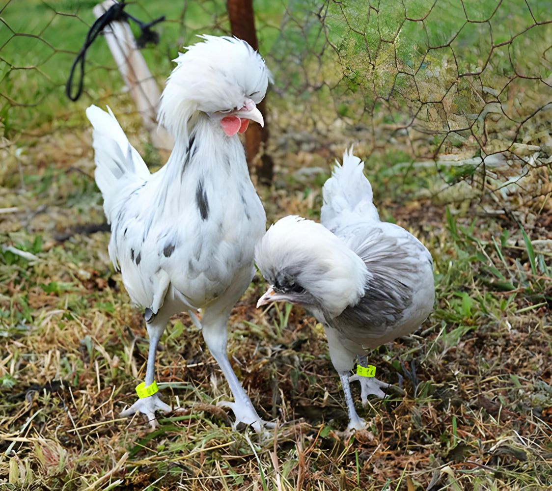 holandesa moñuda enana splash	