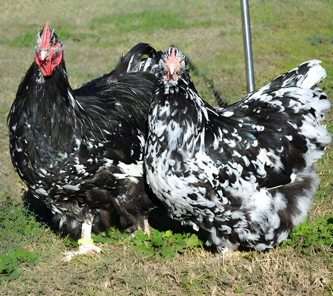 Pareja gallina Orpington negro moteado de blanco	