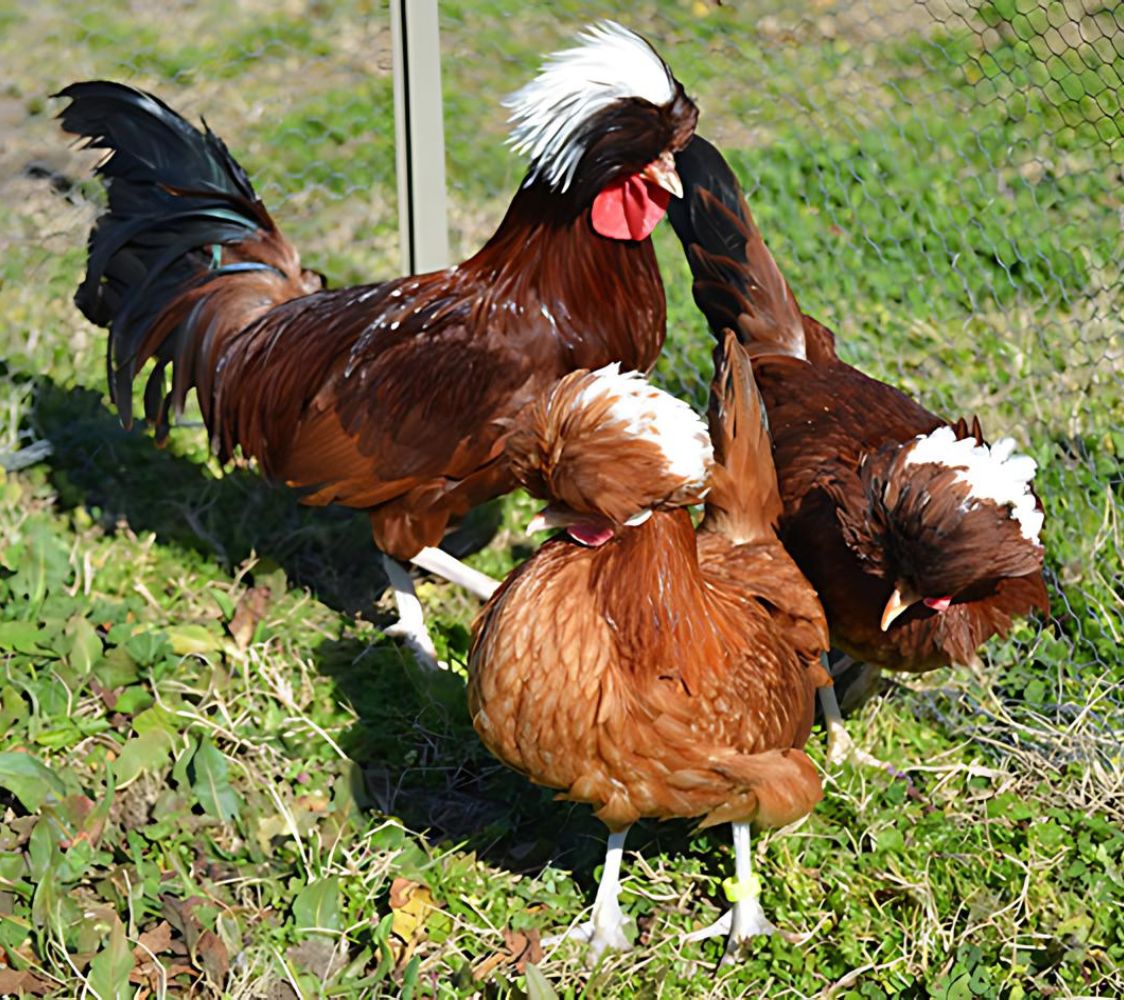 gallina holandesa moñuda enana roja