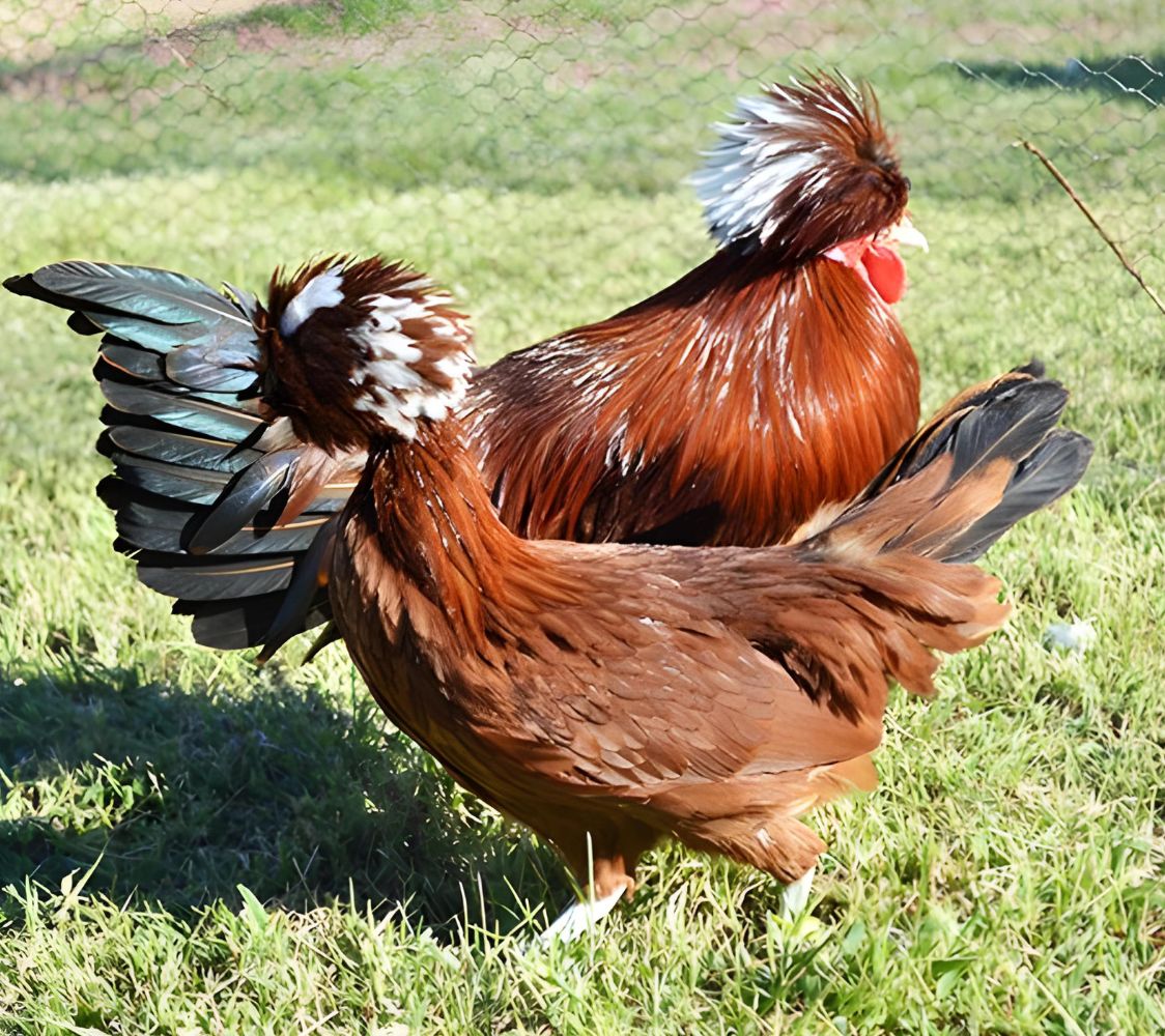 gallina holandesa moñuda enana caoba	