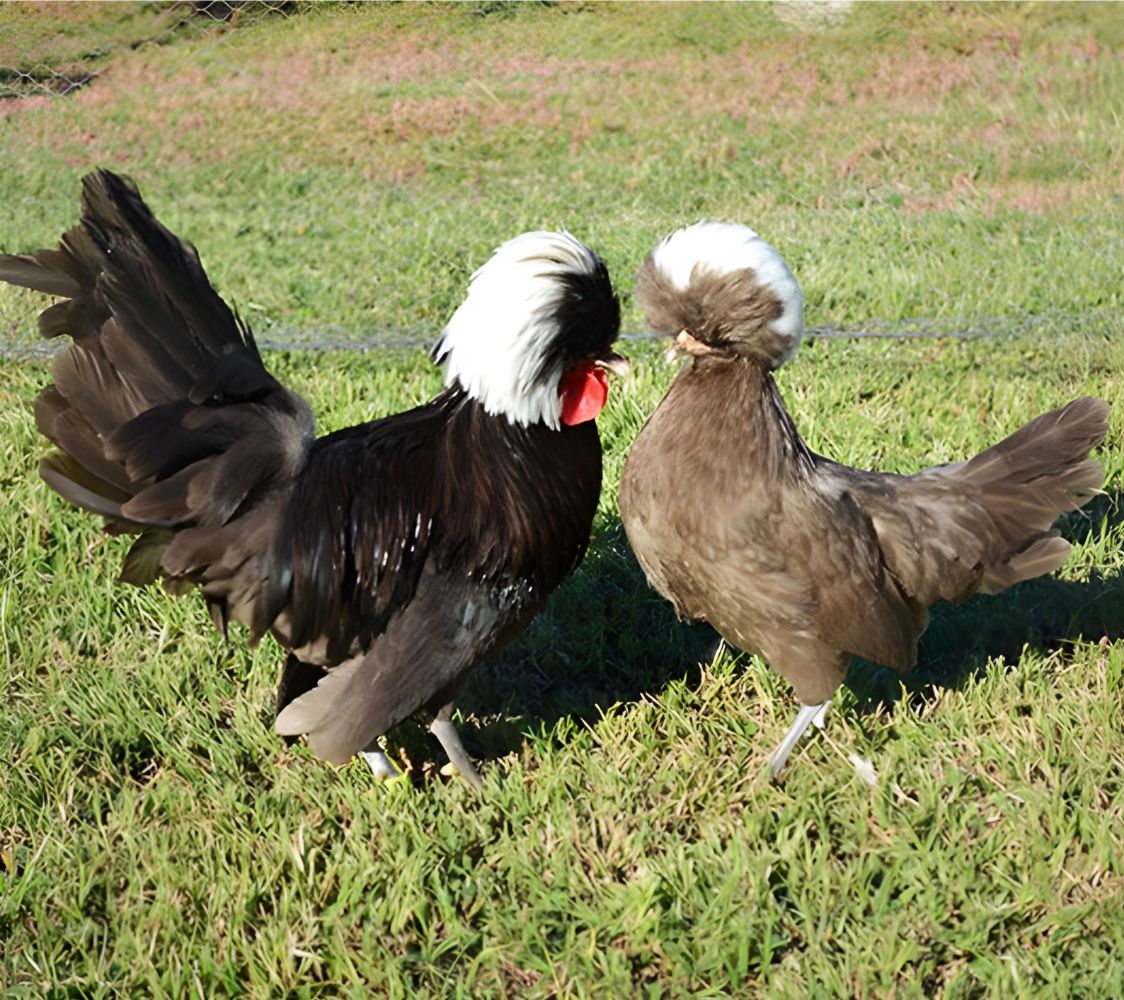 gallina holandesa moñuda enana chocolate	