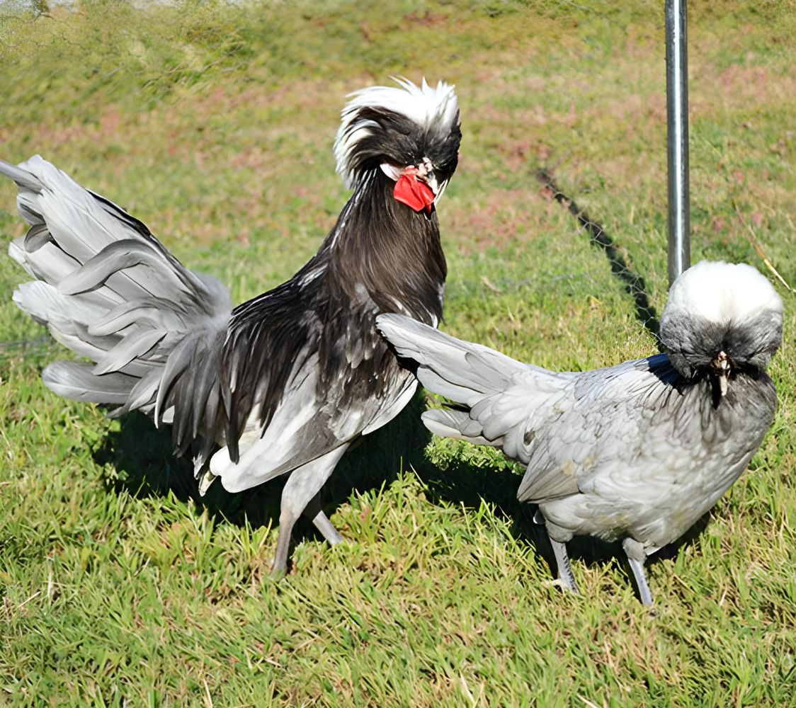 Pareja gallina Holandesa Moñuda azul	