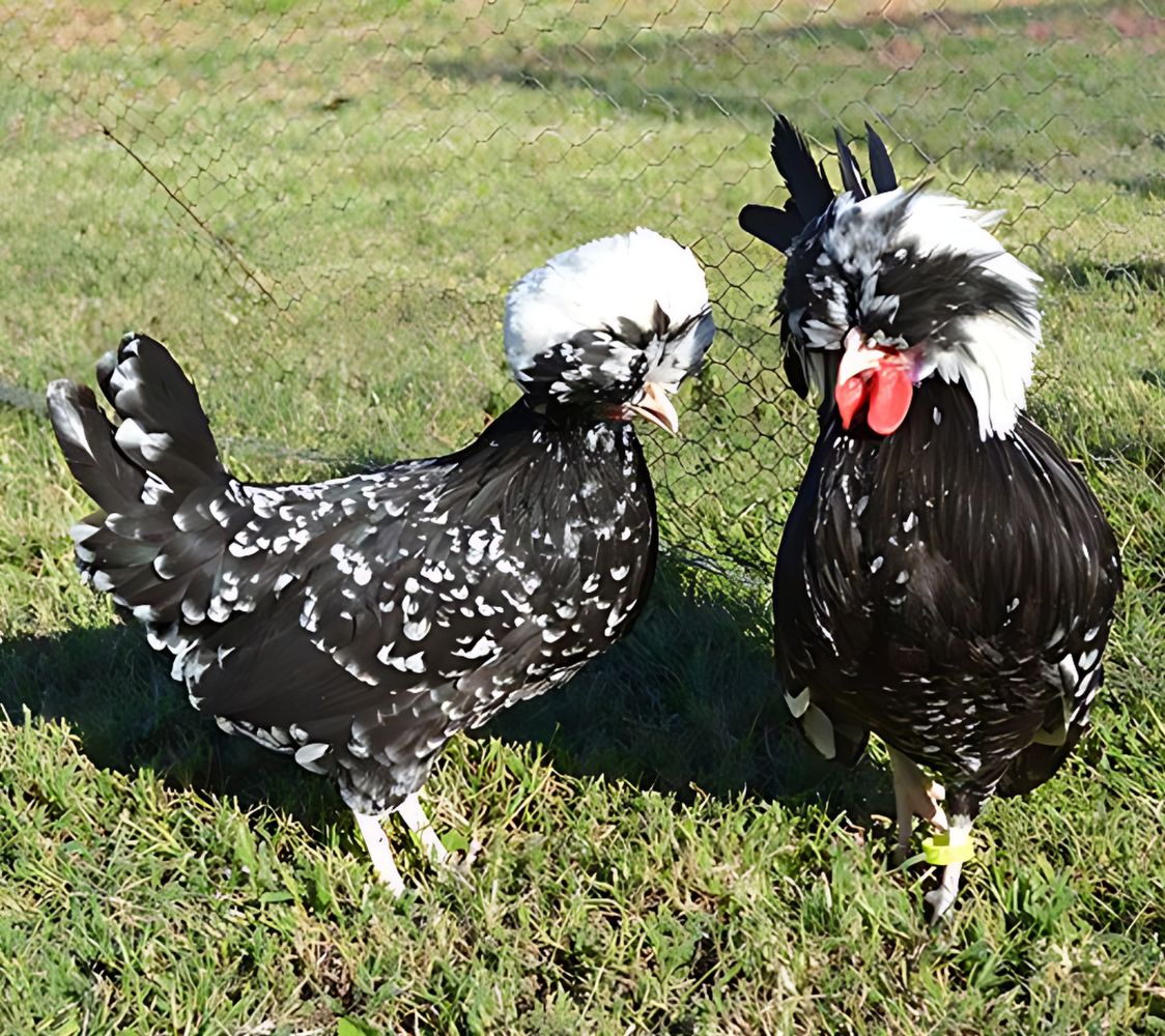 Pareja gallina Holandesa Moñuda negra moteado de blanco	