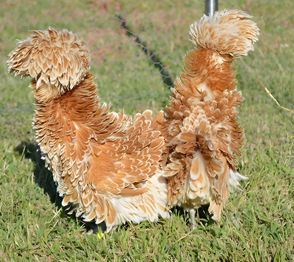 pareja gallina paduana enana color gamuza rizada	