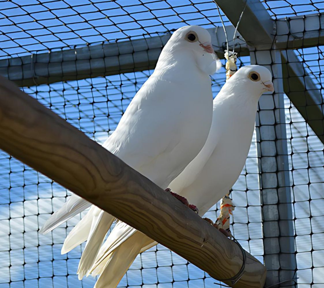 paloma fantasia figurita blanca