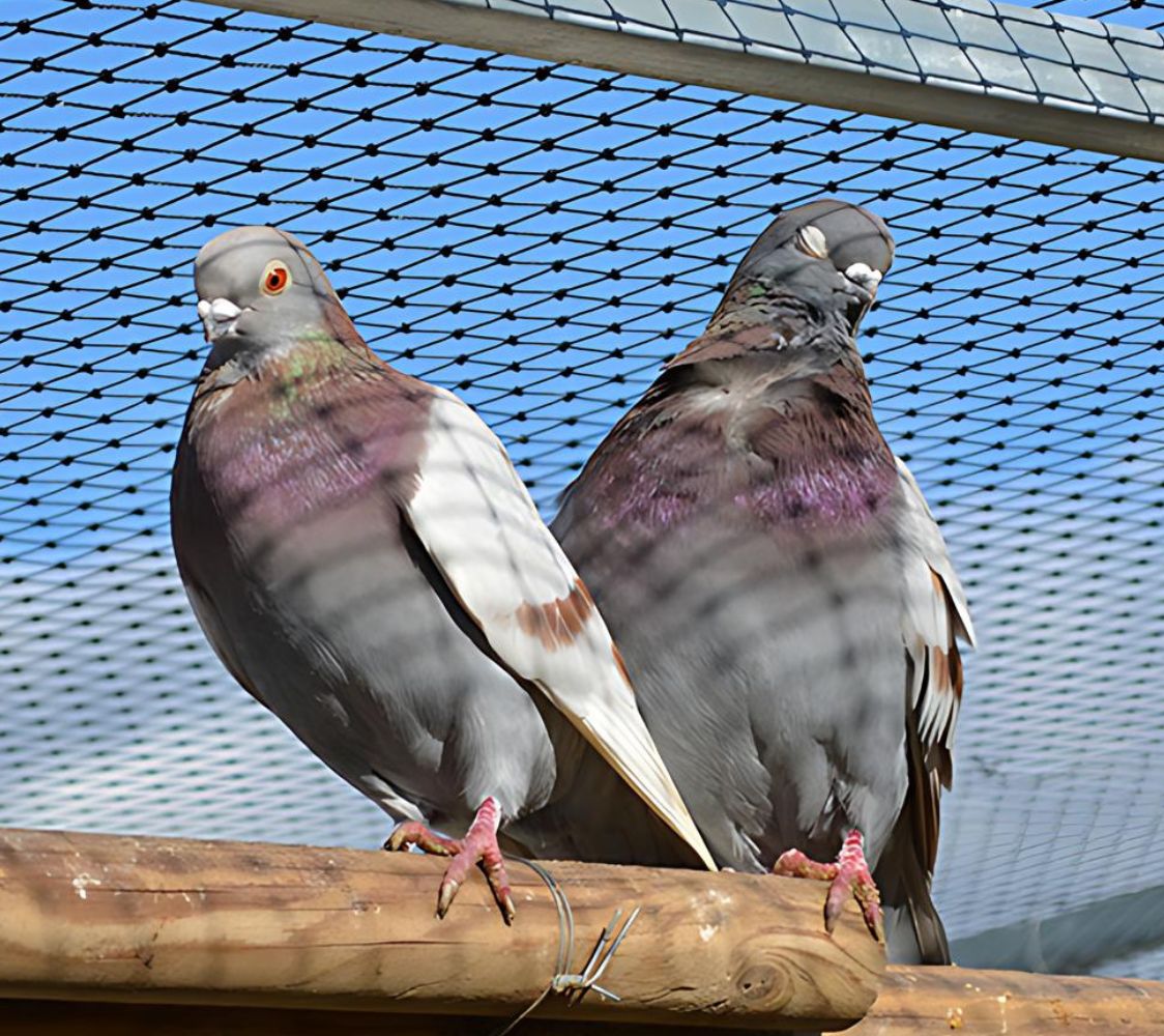figurita raza española de palomas	