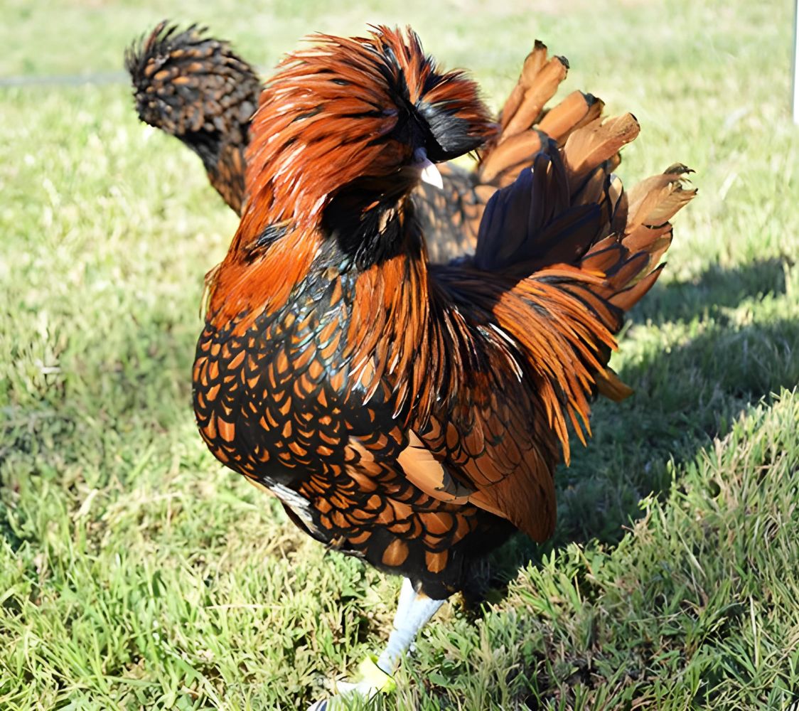 pareja gallina paduana enana color dorado	