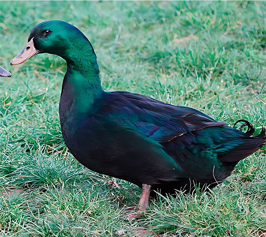 pato domestico cayuga	