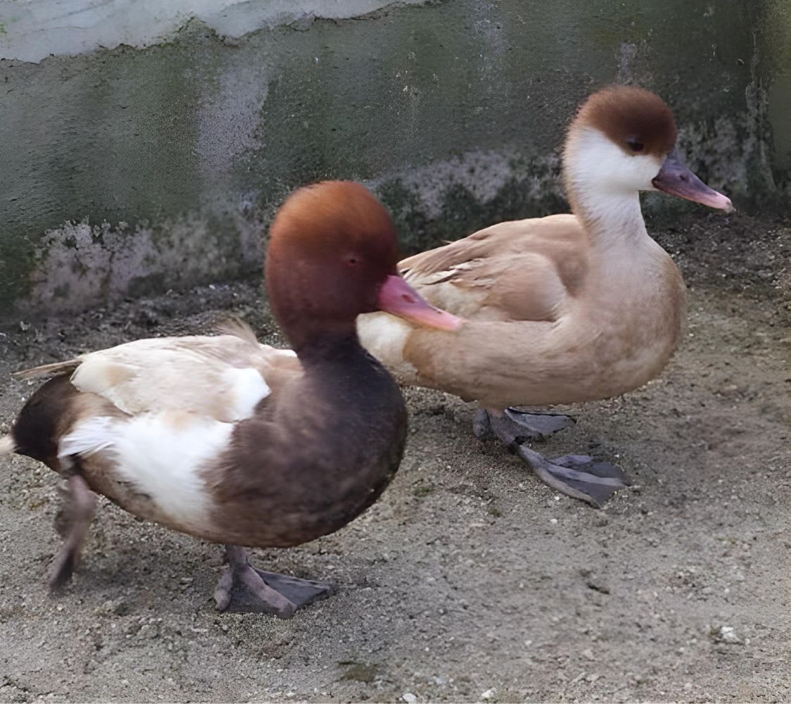 Pato colorado mutacion	