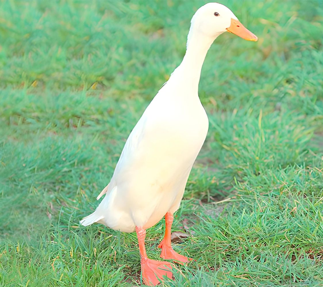 pato corredor indio blanco	
