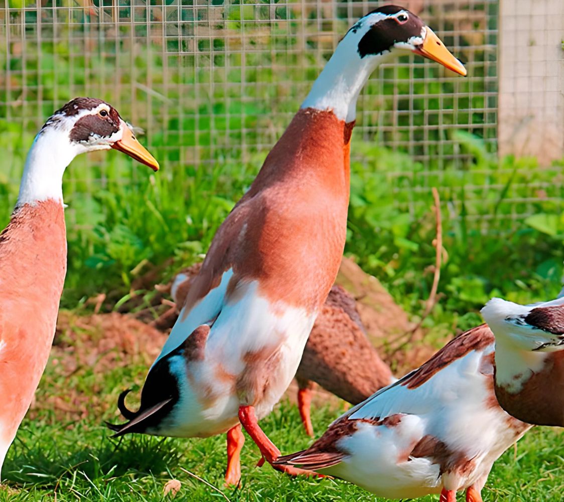 pato corredor indio pinto	