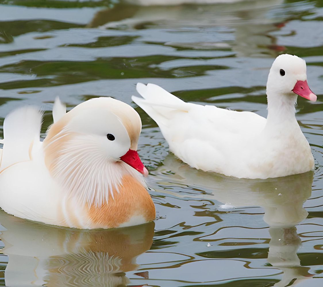 Pareja de pato mandarin blanco o albino	