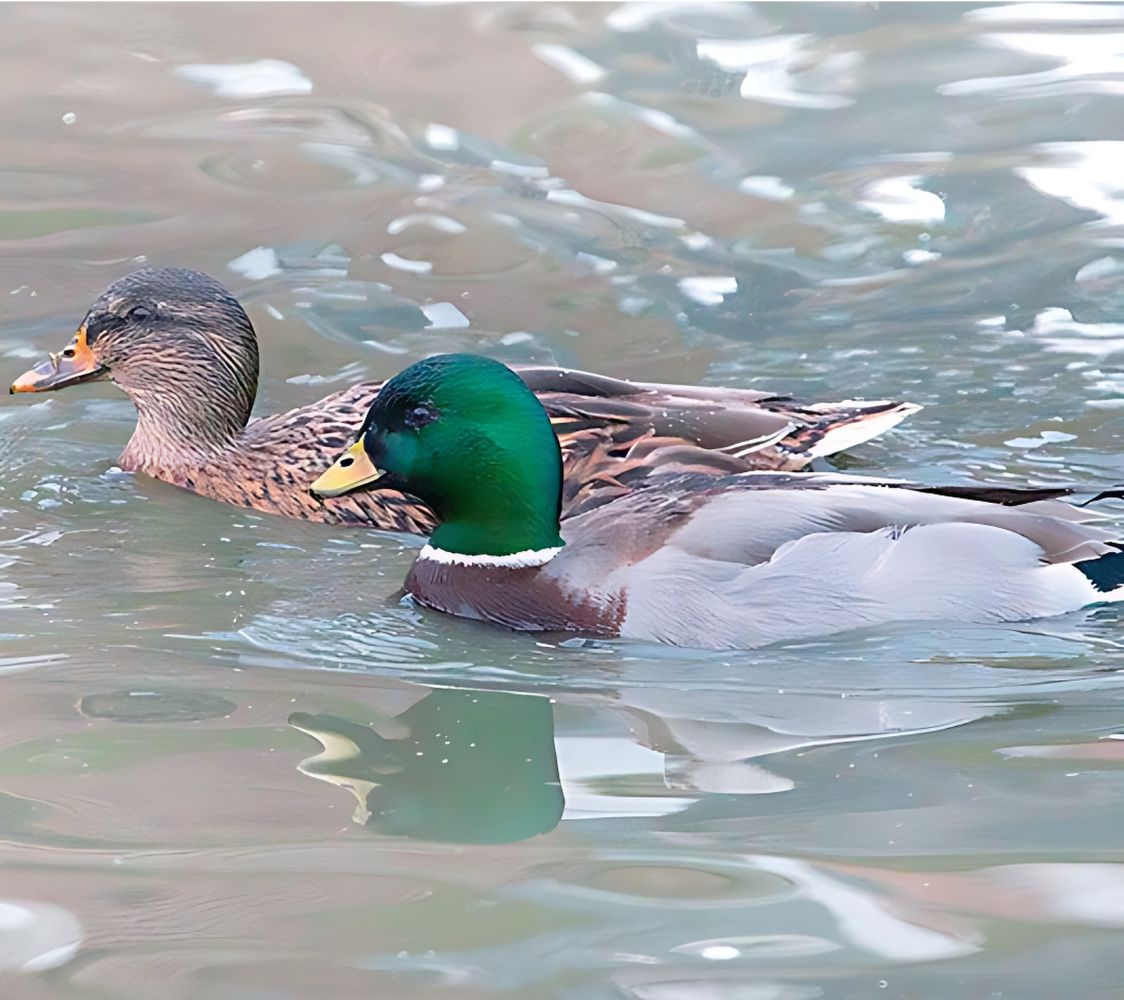Pareja pato miñon color ancestral	